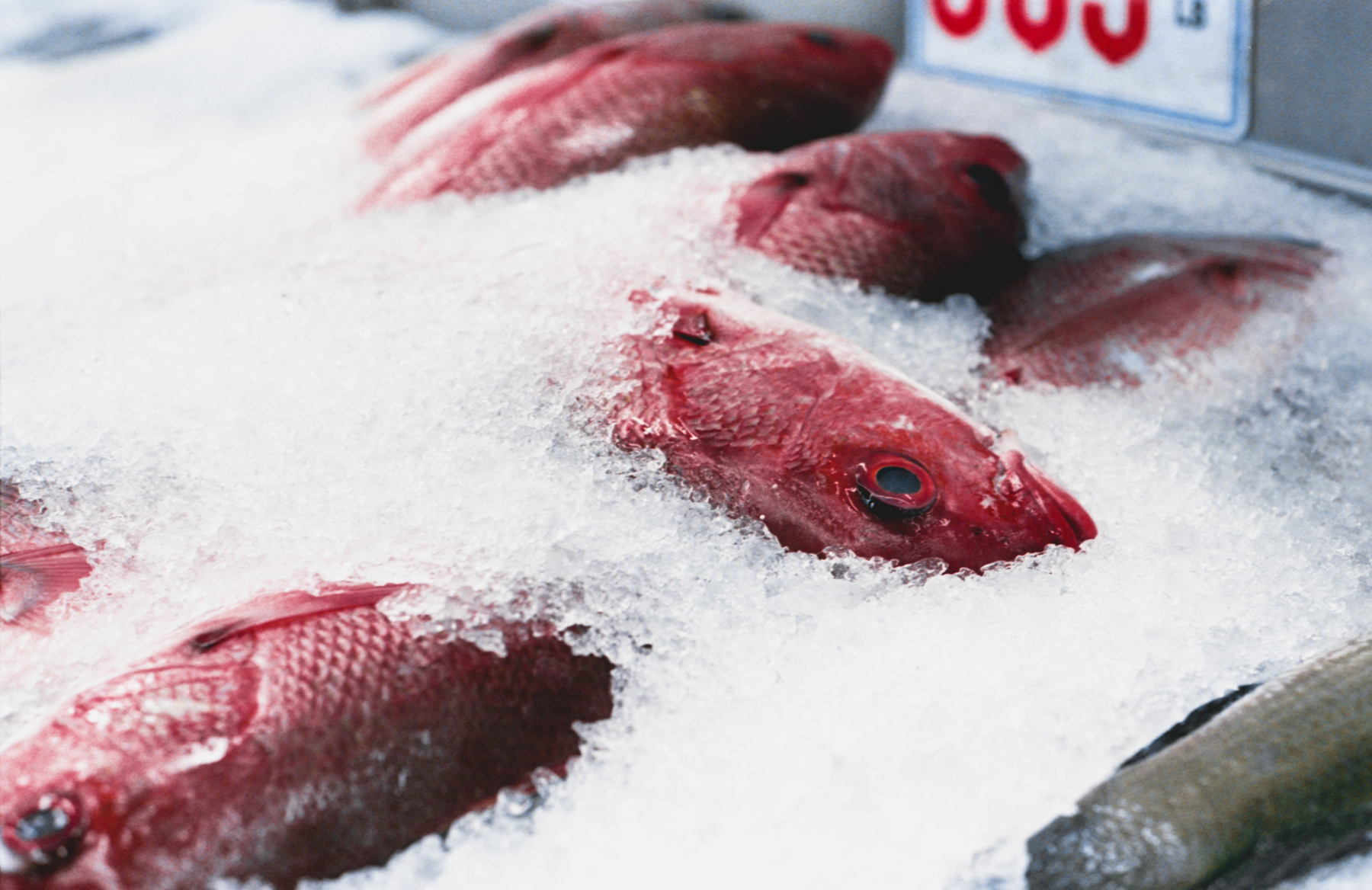 a dead fish series [dedicated to hkhq] – film sequence