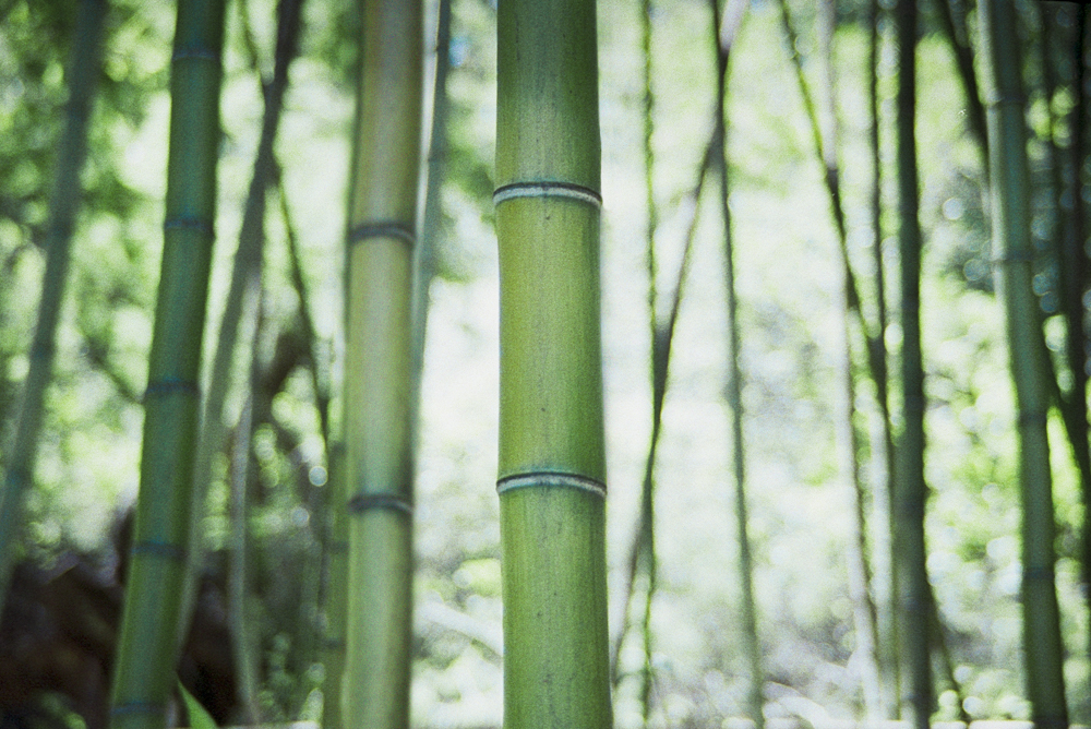 a little dreamy&nbsp;green